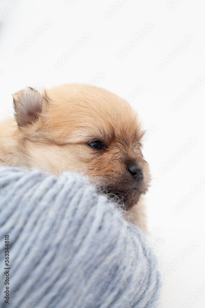 Adorable pomeranian spitz dog puppy laying on a ball of fluffy wool with natural light. High quality photo Adorable pomeranian spitz dog puppy laying on a ball of fluffy wool with natural light. High quality photo