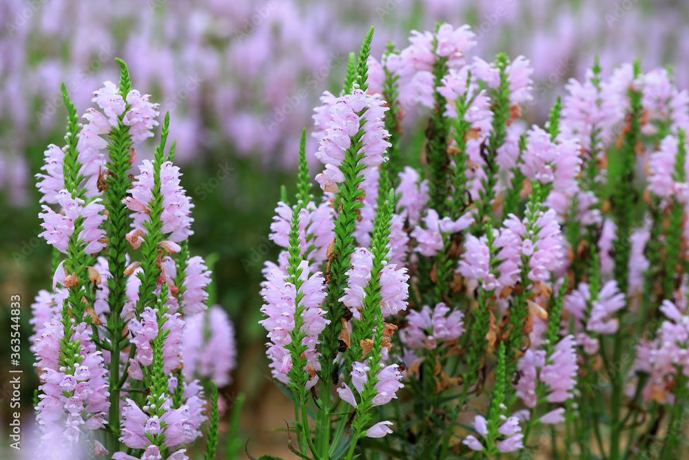 Fototapeta premium Labiatae perennial perennial perennial herbs