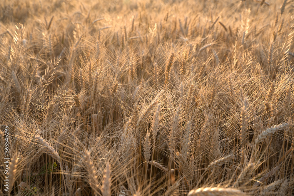 Ears of Golden wheat are closed. Rural scene in the sunlight. Summer background of ripening ears of agricultural landscape. Natural product of the wheat field. Ears of Golden wheat are closed. Rural scene in the sunlight. Summer background of ripening ears of agricultural landscape. Natural product of the wheat field.