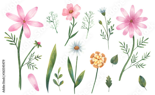 Fototapeta Naklejka Na Ścianę i Meble -  clipart flowers, pink daisies, leaves, branches watercolor illustration on a white background