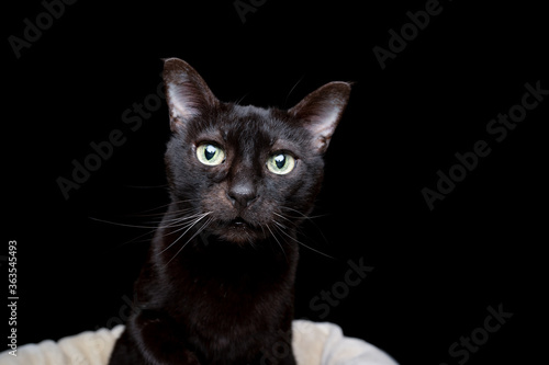 portrait of a curious black cat on black background standing on pet bed