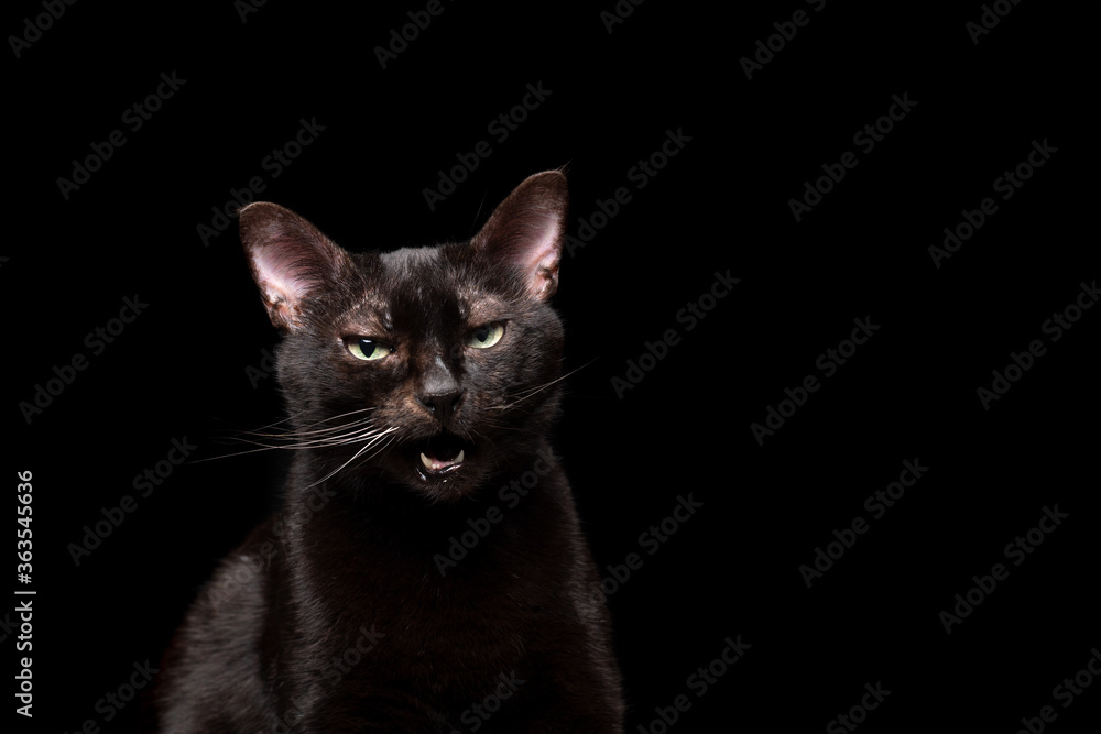 cranky black cat with open mouth on black background