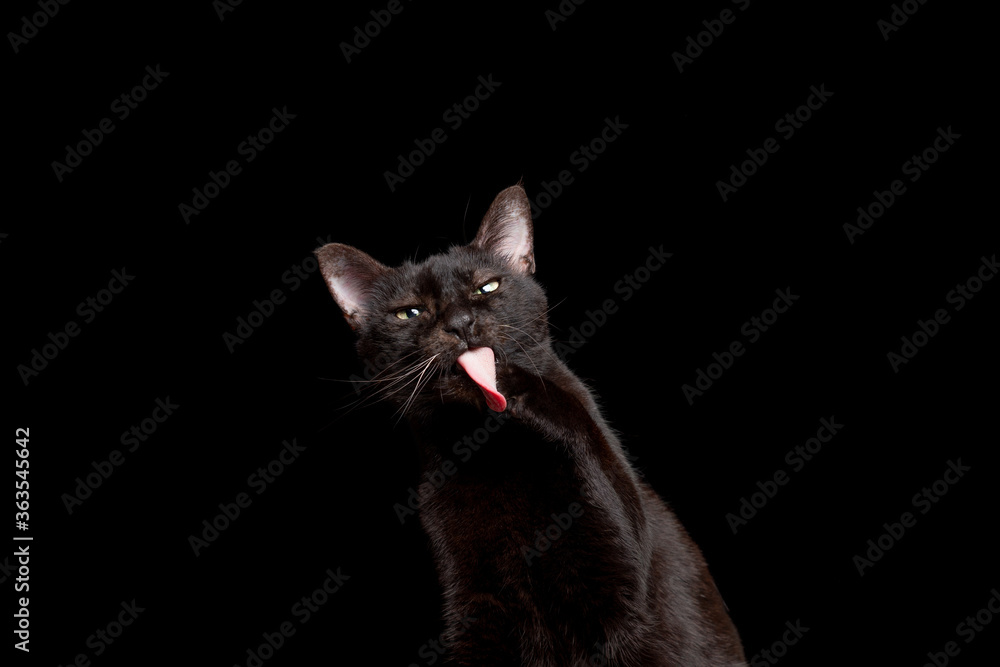 studio portrait of a black cat grooming licking paw on black background