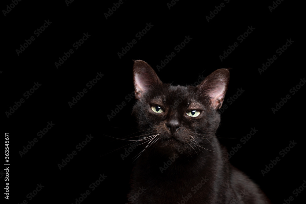black cat isolated on black backgroud lookiing at camera
