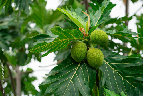 Breadfruit on breadfruit tree with green leaves in the garden. Tropical tree with thick leaves are deeply cut. Flowering tree. Staple food. Plant give phytochemicals use for insect repellent. photo