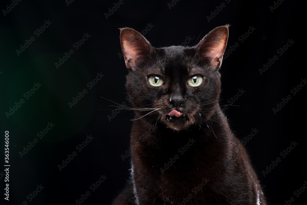 black cat licking lips on black background with green lens flare