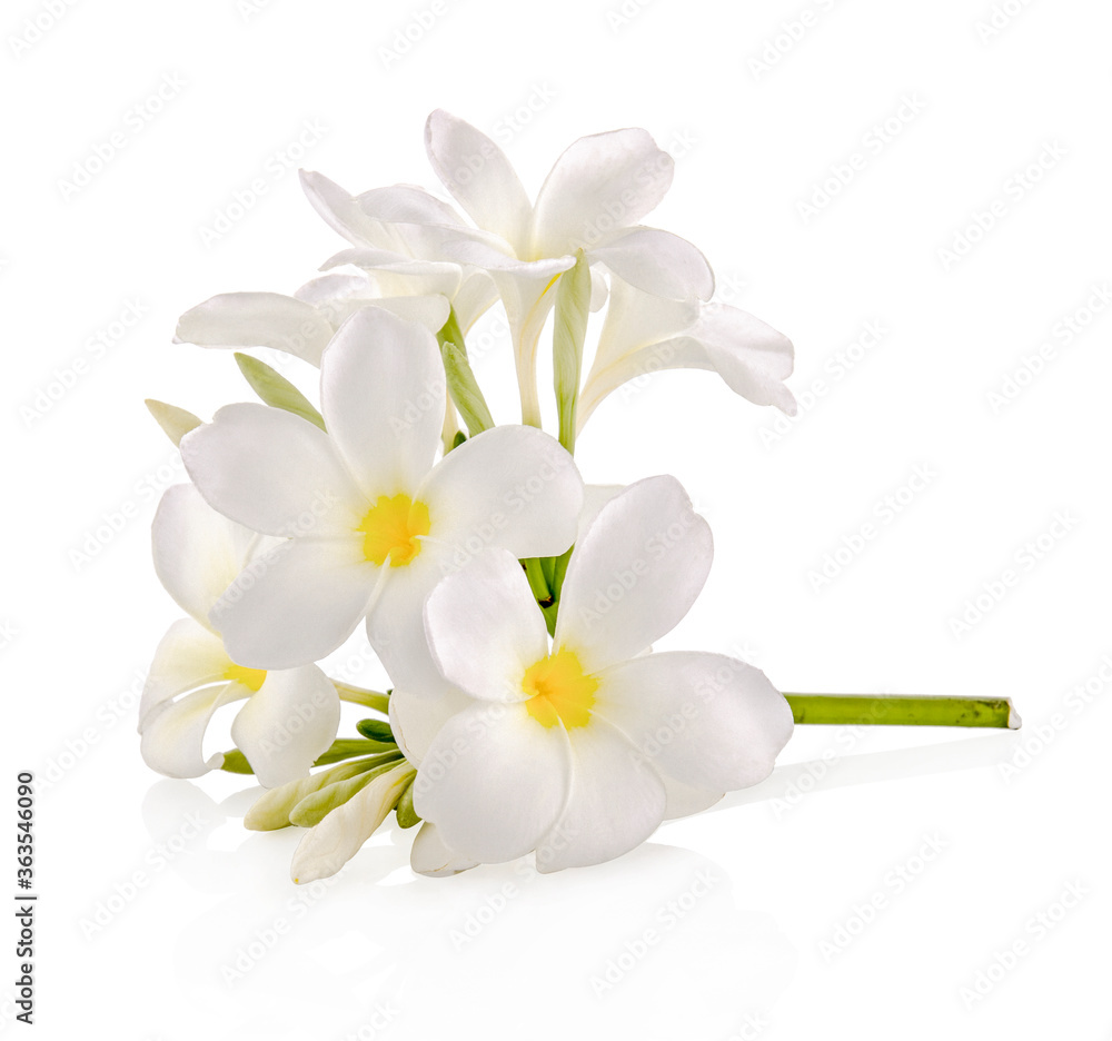 Fototapeta premium frangipani flower isolated on white on white background