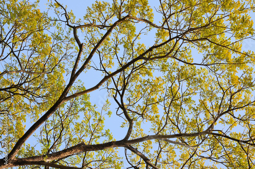 Tree Branches and Leaves on Blue Sky