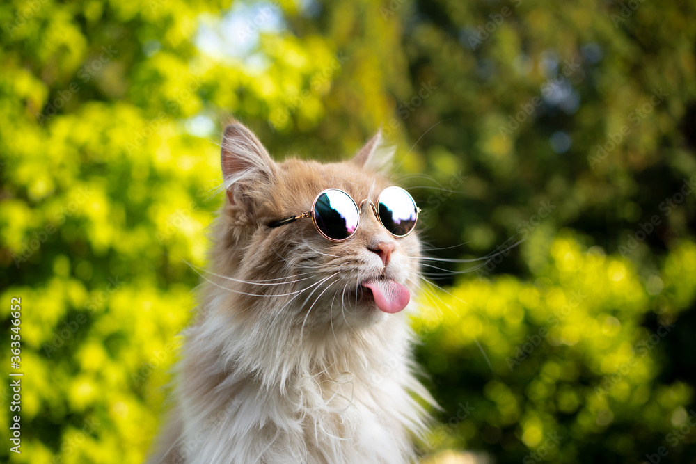 Cat shades 2024