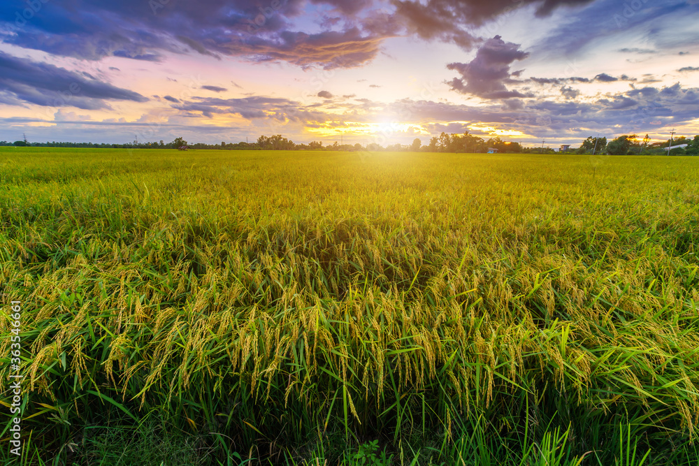 Beautiful green field cornfield or corn in Asia country agriculture harvest with sunset sky background.