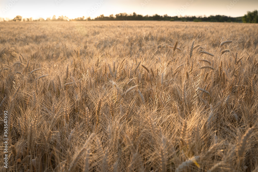 Obraz premium Ears of Golden wheat are closed. Rural scene in the sunlight. Summer background of ripening ears of agricultural landscape. Natural product of the wheat field.