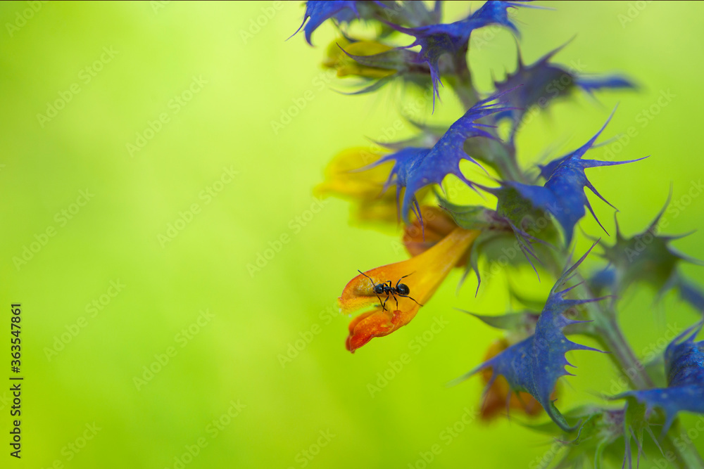 
little ant on a yellow flower with a green background and place for text