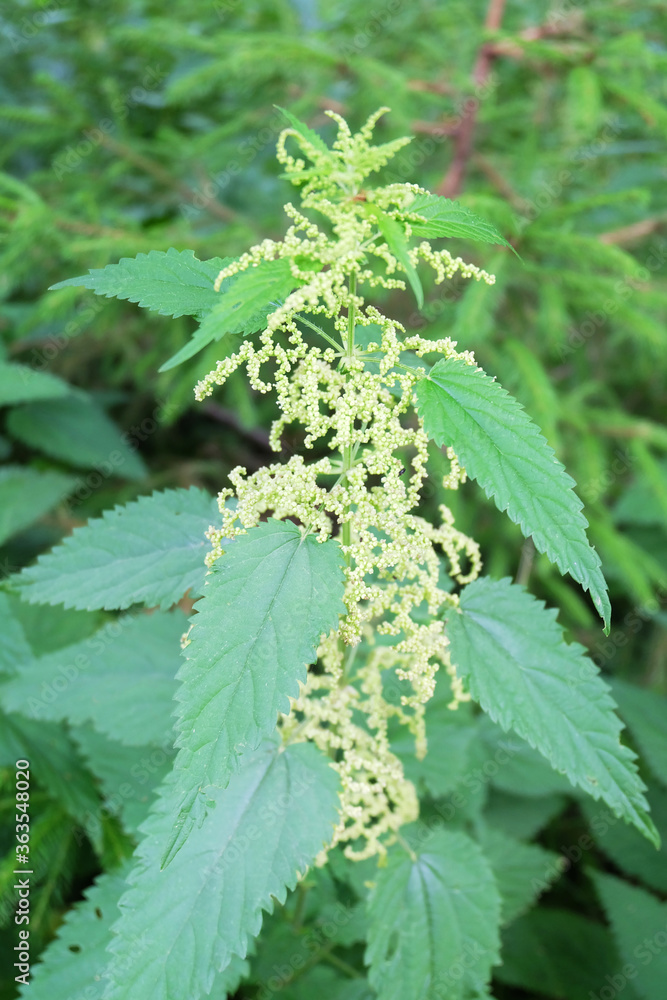 Nettle (Urtíca) flowering plant in the meadow, selective focus, blurred background, vertical orientation. Nettle (Urtíca) flowering plant in the meadow, selective focus, blurred background, vertical orientation.