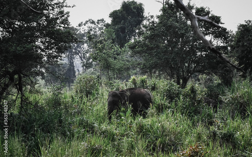 elephants in the wild