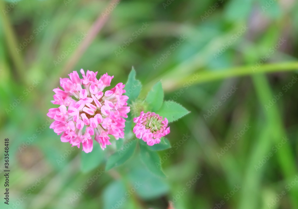 Hybrid pink clover (Trifólium hybrídum) flowering plant in the meadow, selective focus, blurred background, horizontal orientation. Hybrid pink clover (Trifólium hybrídum) flowering plant in the meadow, selective focus, blurred background, horizontal orientation.