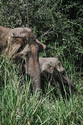 elephant in the forest