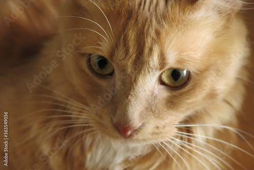 tete de chat beige aux yeux beiges et au museau long
