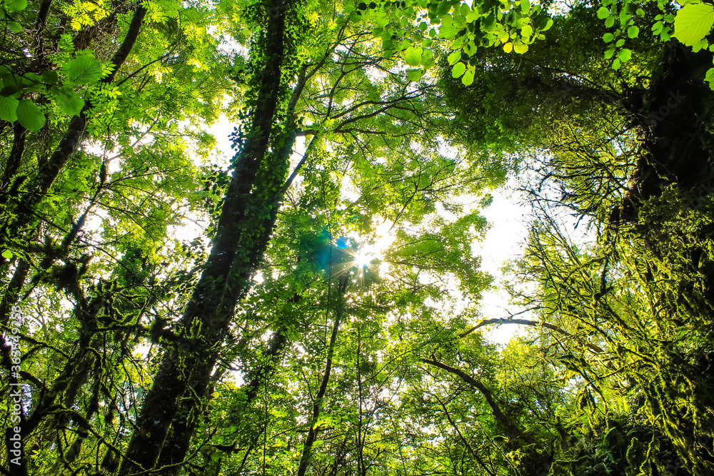 Fototapeta premium bosque