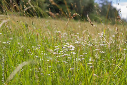 Landscape with meadow of wildflowers and grass near Hildburghausen in Thuringia (Thüringen), Germany