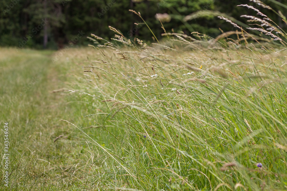 Landscape with meadow of wildflowers and grass near Hildburghausen in Thuringia (Thüringen), Germany