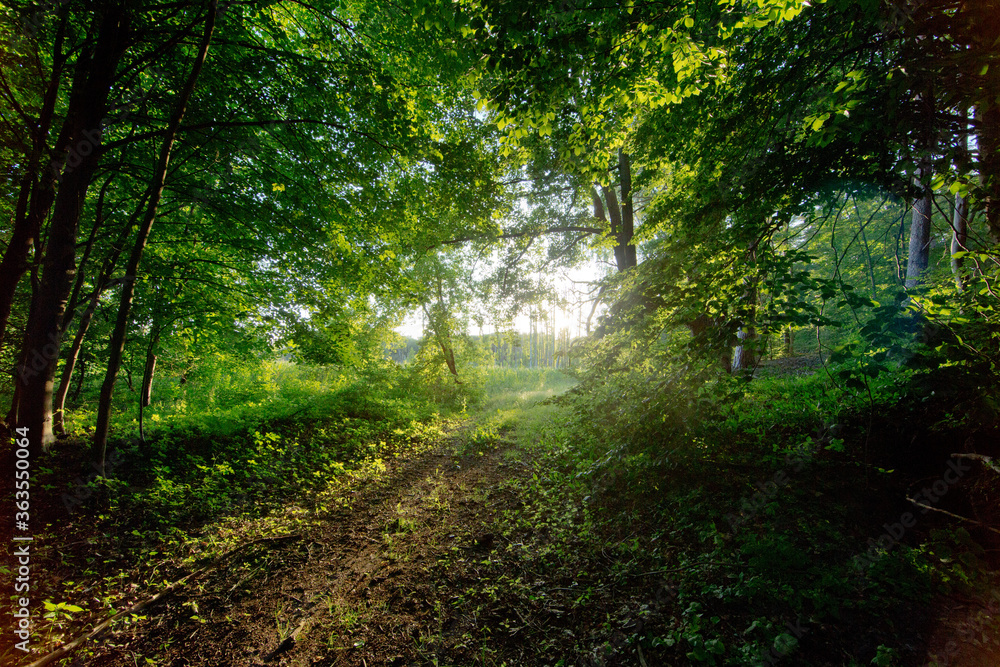 Fototapeta premium Lichtblick