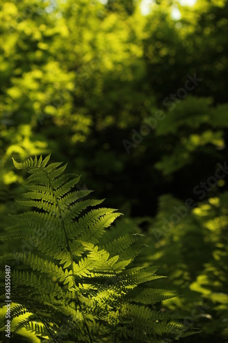 Large branch of fern in the forest. Fern, bracken Large bright green leaves of the fern Green growing fern leaves in nature. Sun light 