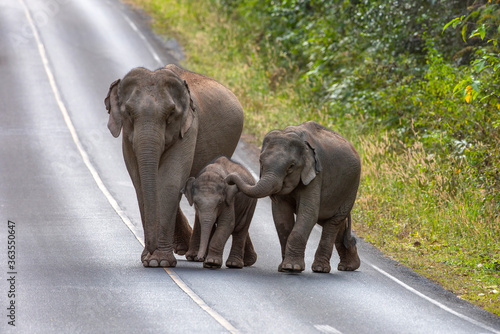 Photography A group of Asian wild elephants walking