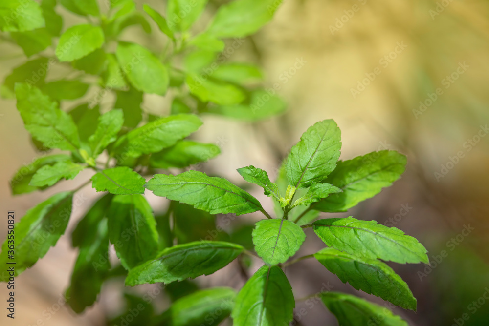 Closeup freah holy basil plant, One of the herbs that have medicinal properties to help treat the disease. Closeup freah holy basil plant, One of the herbs that have medicinal properties to help treat the disease.