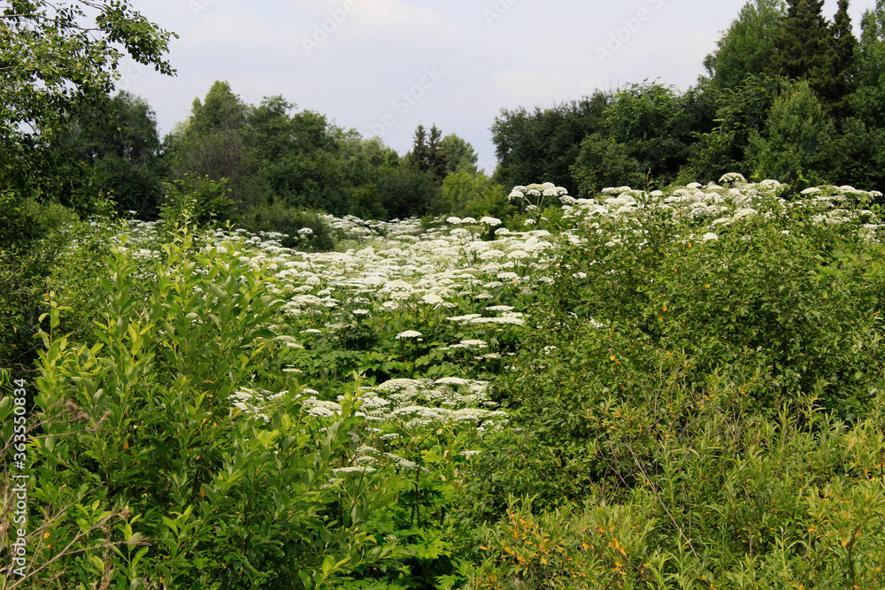 meadow with hogweed and grass meadow with hogweed and grass