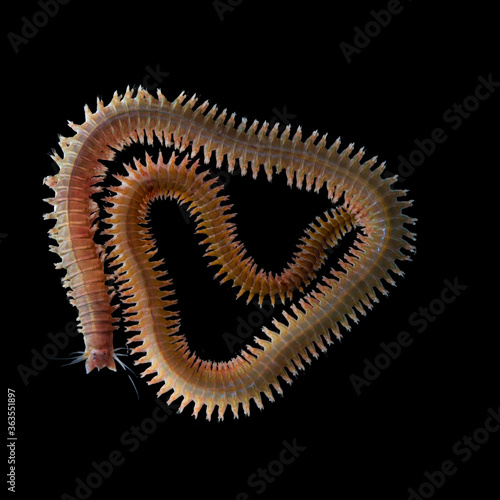 sandworms isolated on black background