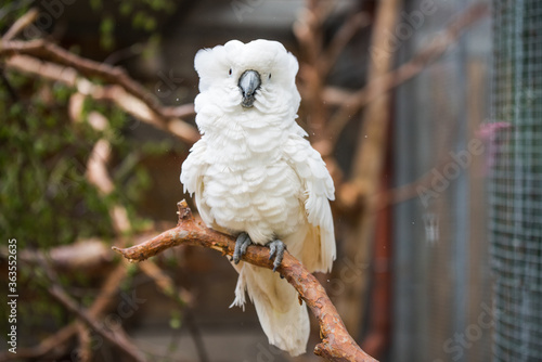 White cockatoo parrot sitting on a branch photo