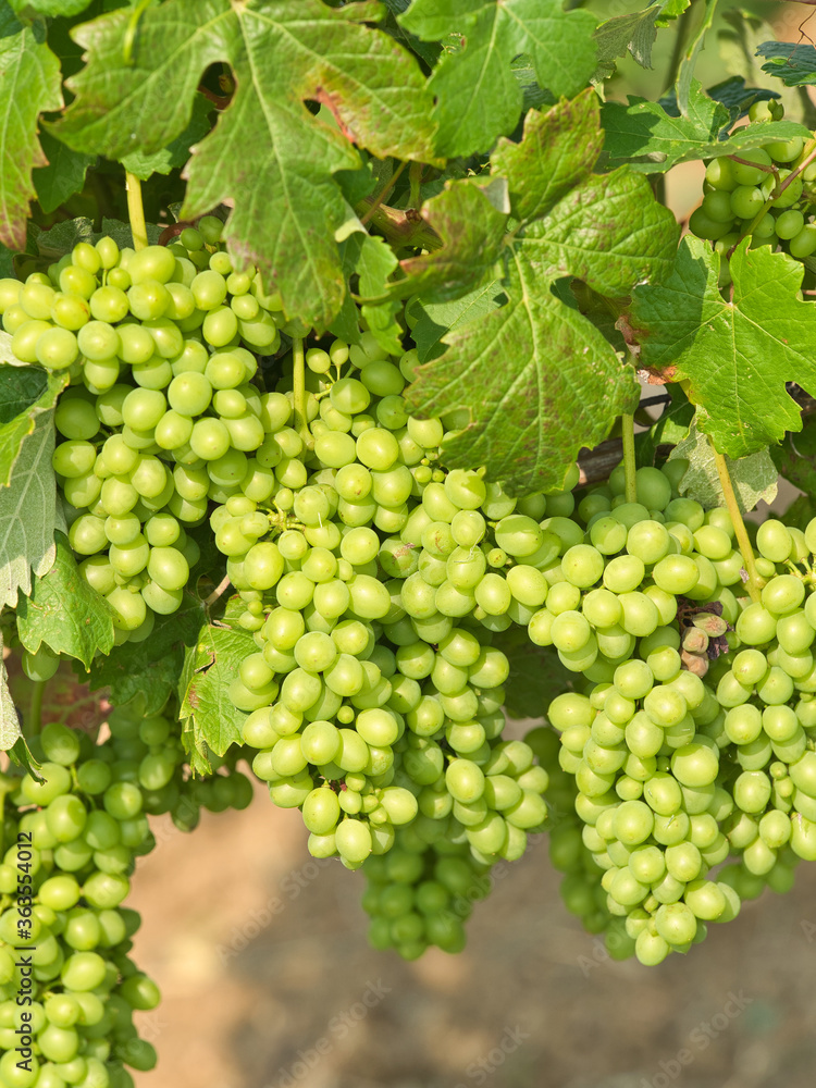 Vines with large bunches of grapes of a bright green color Vines with large bunches of grapes of a bright green color