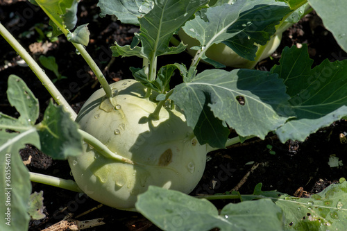 frische knackige Kohlrabi, weißgrüne Sprossknolle im Freiland angebaut, mit vielen gesunden Inhaltsstoffen. photo