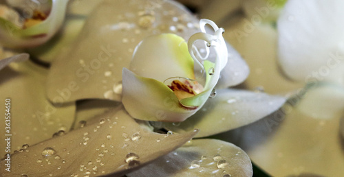 water drops on a flower