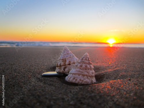 shell on the beach