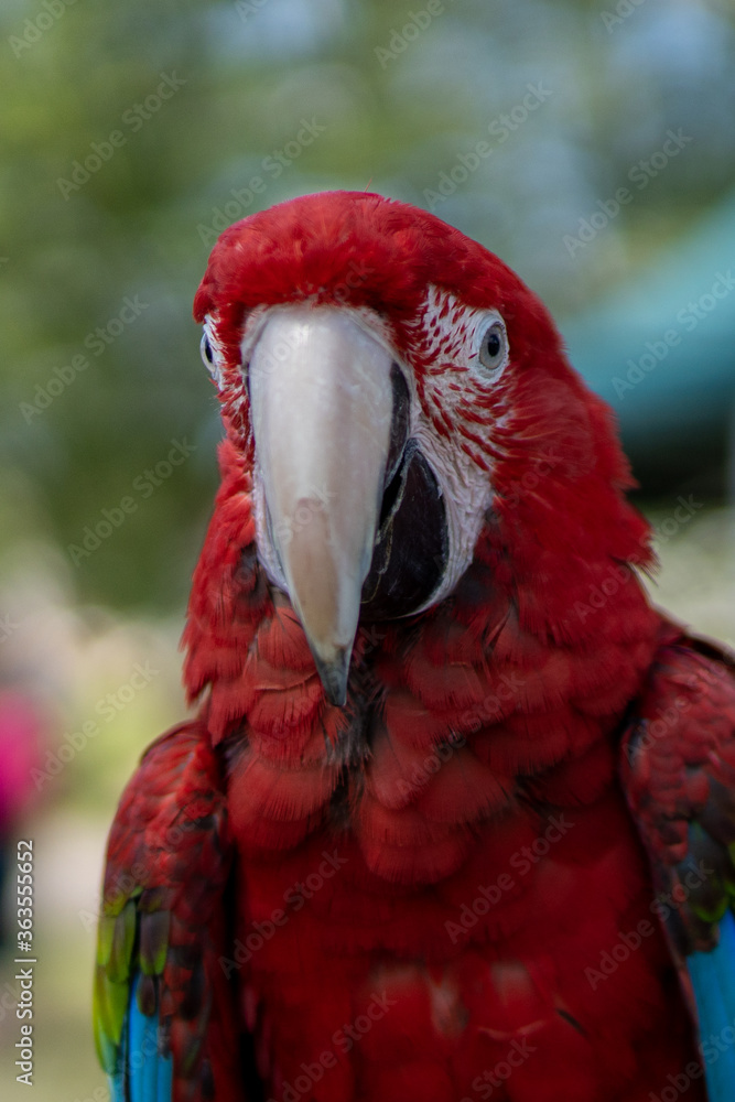Fototapeta premium Red parrot in green vegetation. Scarlet Macaw, Ara macao, in dark green tropical forest, Costa Rica, Wildlife scene from nature. Red bird in the forest.