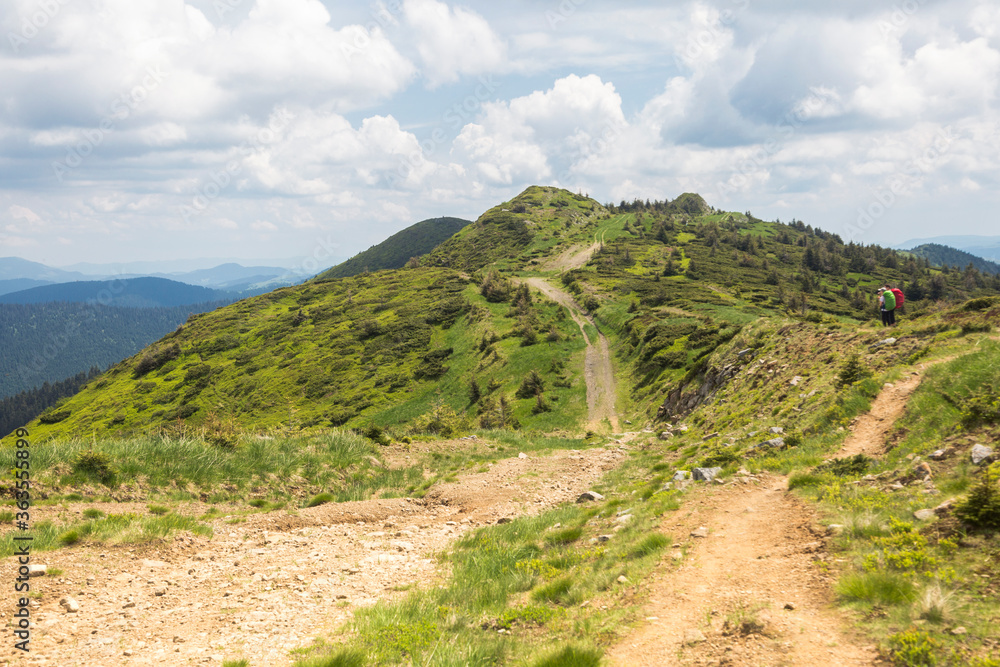 Tourists hike in the mountains. The road rises between hills, trees and bushes. Travel outdoor concept view of the Carpathians, Marmarosh Mountains