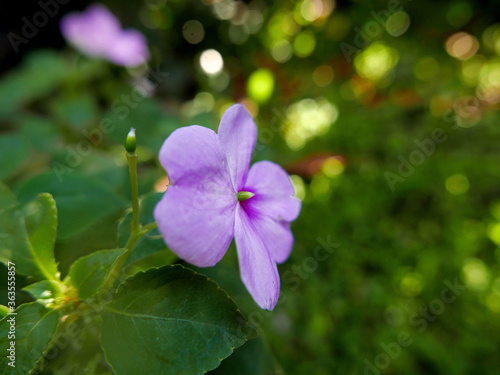 delicata violetta fiorita in giardino