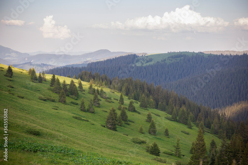 Landscape view of summer mountain green meadow. Carpathians, Marmaroshchyna, Maramures, Ukraine