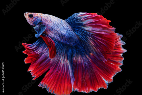Multicolor Betta splendens fighting fish in Thailand on isolated black background. The moving moment beautiful of orange Siamese betta fish with copy space.