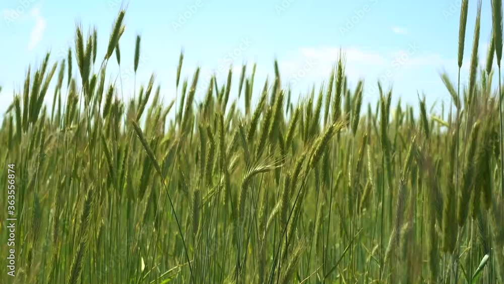 Video of wheat spikelets swaying in the wind Video of wheat spikelets swaying in the wind