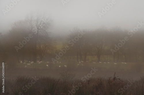 Foggy winter landscape