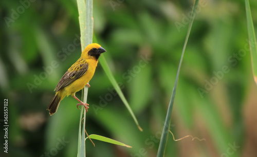 weaverbird	