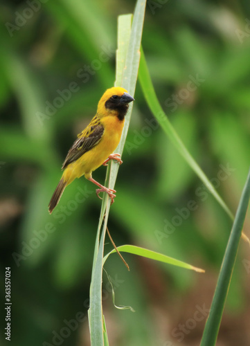 weaverbird	