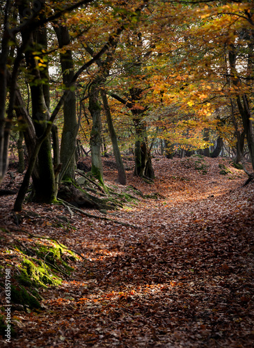 Autumn woodland landscape