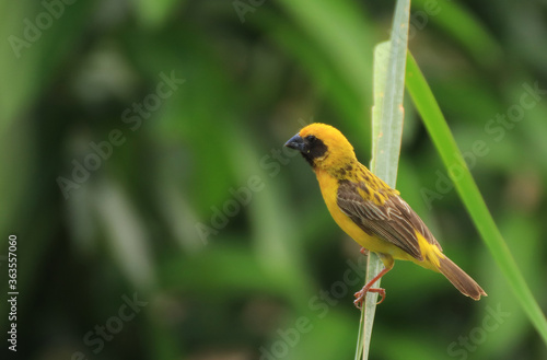 weaverbird	