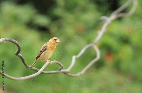weaverbird	