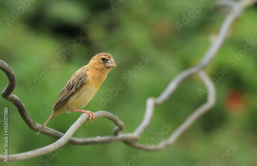 weaverbird	