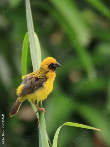 weaverbird	