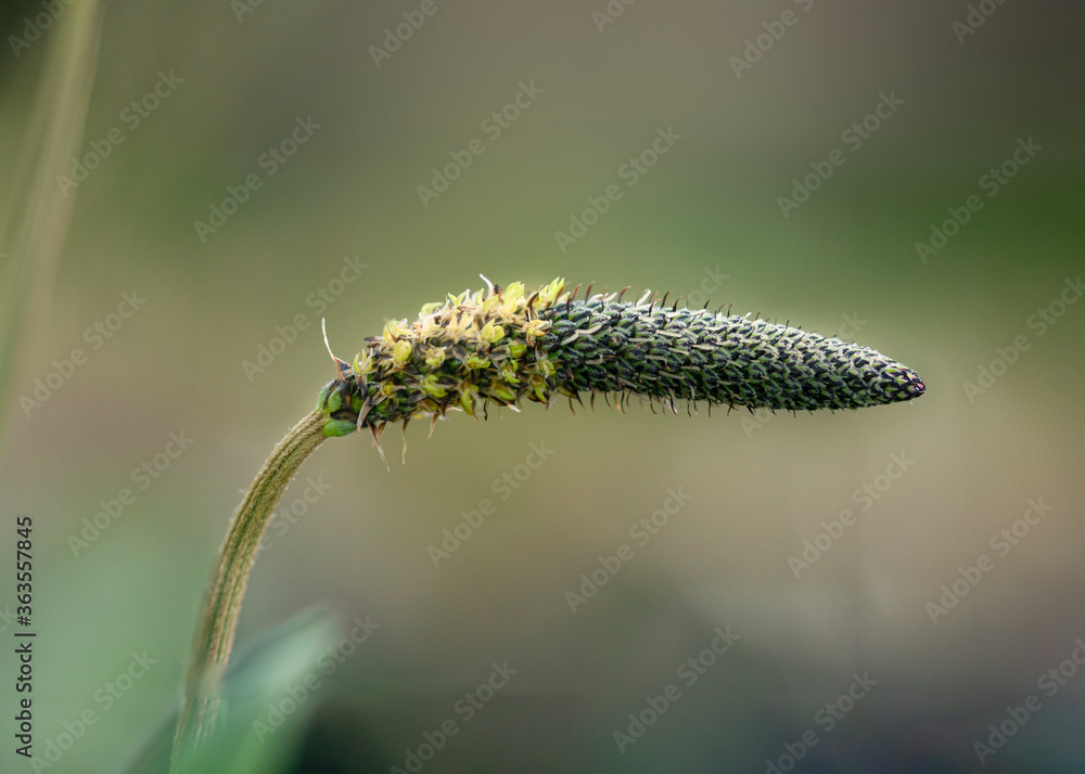 Naklejka premium pretty grass